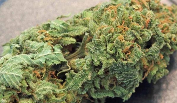 Blue Cheese Strain Growing