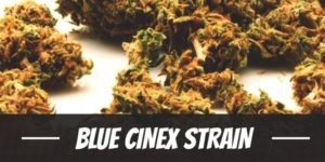 Blue Cinex Strain