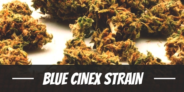 Blue Cinex Strain