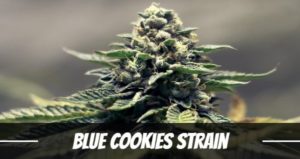 Blue Cookies Strain