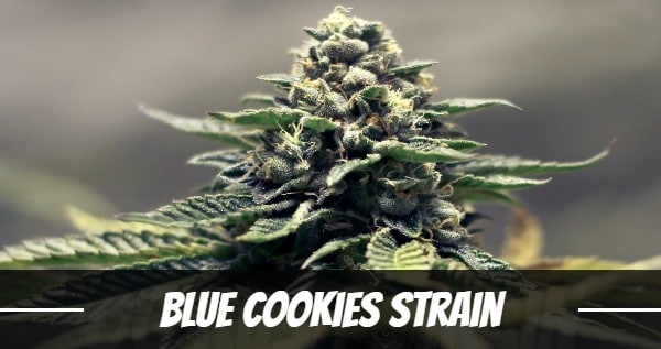 Blue Cookies Strain