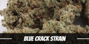 Blue Crack Strain