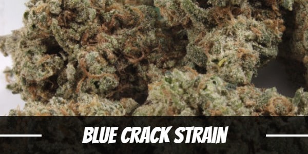 Blue Crack Strain