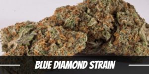 Blue Diamond Strain