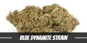 Blue Dynamite Strain