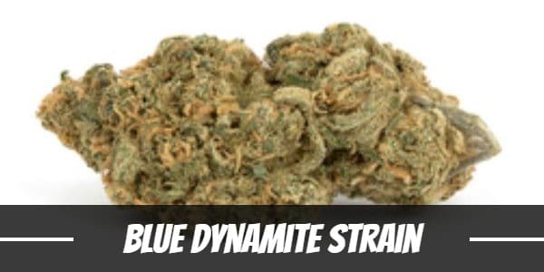 Blue Dynamite Strain