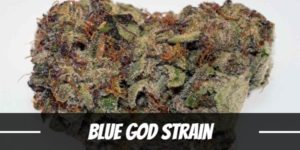 Blue God Strain