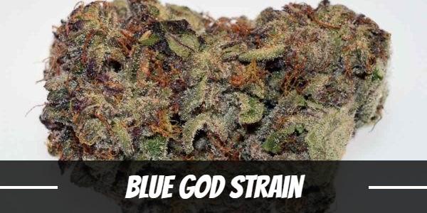Blue God Strain