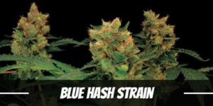 Blue Hash Strain
