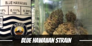 Blue Hawaiian Strain