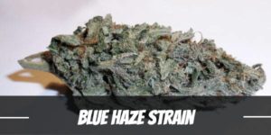 Blue Haze Strain