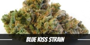 Blue Kiss Cannabis Strain