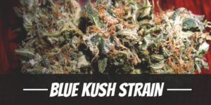 Blue Kush Strain