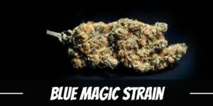 Blue Magic Strain