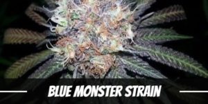 Blue Monster Strain