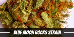Blue Moon Rocks Strain