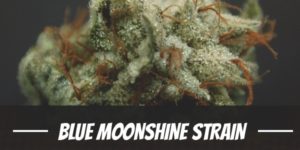 Blue Moonshine Strain