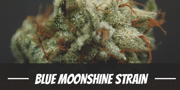 Blue Moonshine Strain