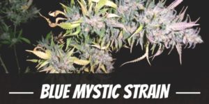 Blue Mystic Strain