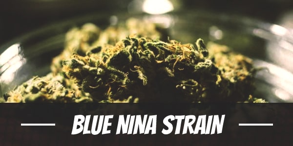 Blue Nina Strain