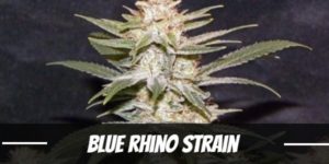 Blue-Rhino-Strain