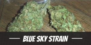 Blue Sky Strain
