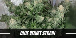 Blue Velvet Strain