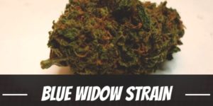 Blue Widow Strain