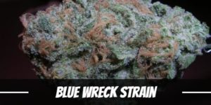 Blue Wreck Strain