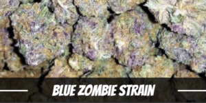 Blue Zombie Strain