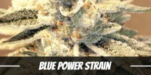 Blue power cannabis strain