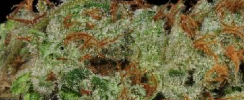 BlueOGMedical