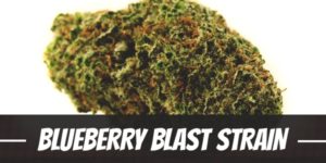 Blueberry Blast Strain