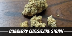 Blueberry Cheesecake Strain