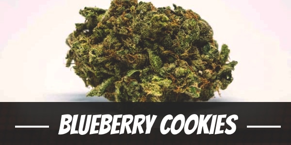 Blueberry Cookies