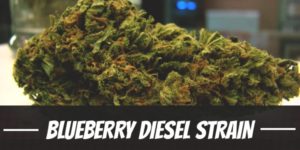 Blueberry Diesel Strain