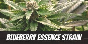 Blueberry Essence Strain