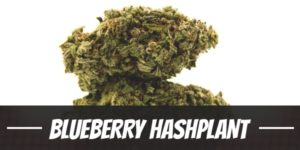 Blueberry Hashplant
