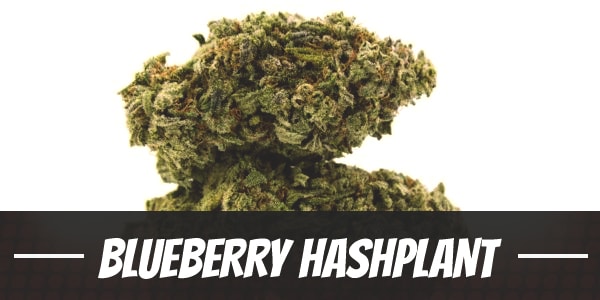 Blueberry Hashplant