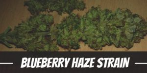 Blueberry Haze Strain