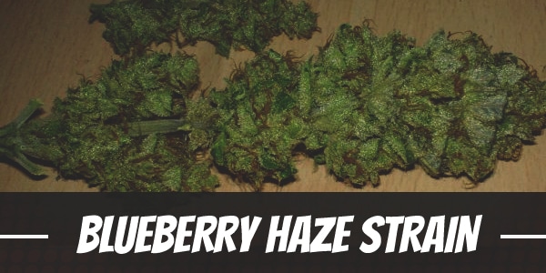 Blueberry Haze Strain