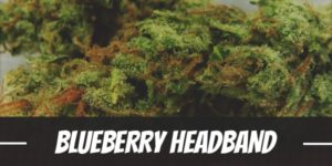 Blueberry Headband