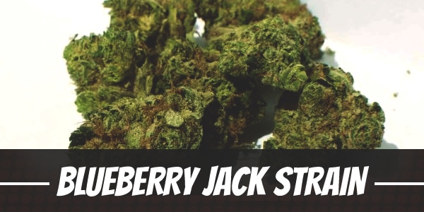 Blueberry Jack Strain