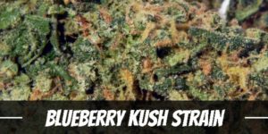Blueberry Kush Strain