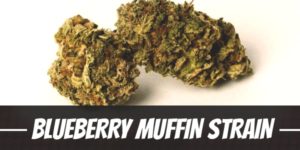 Blueberry Muffin Strain
