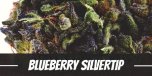 Blueberry Silvertip