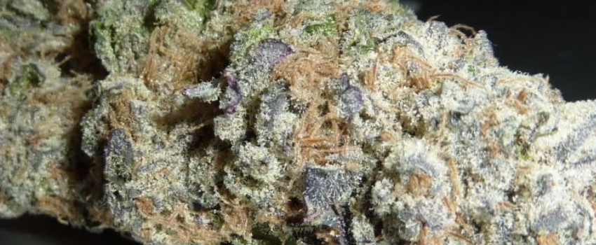 Blueberry Silvertip Adverse Reaction