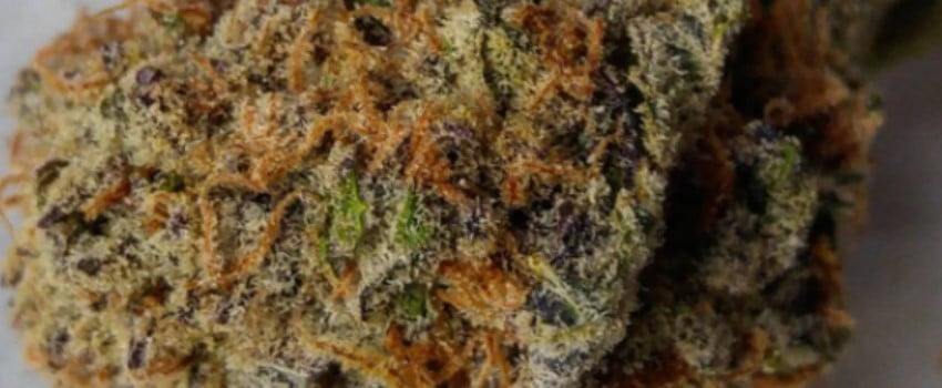 Blueberry Silvertip Medical
