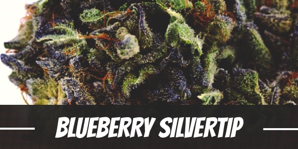 Blueberry Silvertip