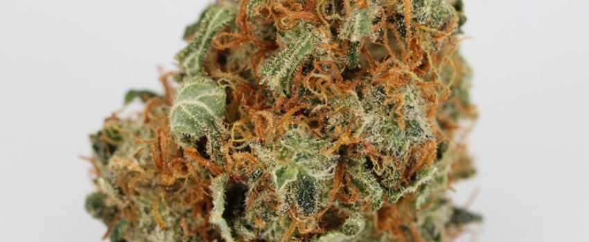 Blueberry Skunk Adverse Reaction